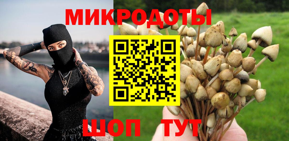 Галлюциногенные грибы Psilocybe Реутов